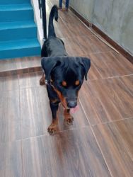 Male rottweiler for sale