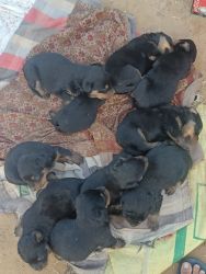 Rottweiler puppies for sale both male and female in Gurgaon