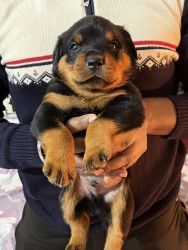 High quality Rottweiler at affordable price..