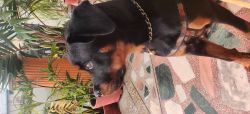 6 month old Rottweiler