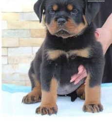 Top Quality Rottweiler Puppies.