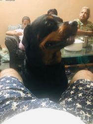 Strong n healthy Rottweiler friendly with kids
