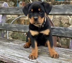 Rottweiler puppies for sale