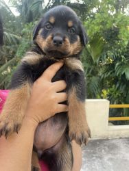Rotweiler puppies available Male and Female