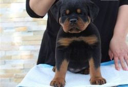 Two Friendly Rottweiler Puppies for sale.