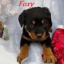 Rottweiler male and female puppies!