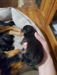 Rottweiler mixed puppies for sale