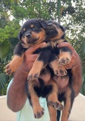 Rottweiler puppy at best price