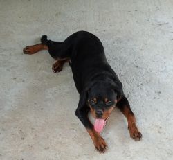 10 Months Old Rottweiler Puppy for Sale