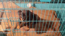 Rottweiler Puppy for Sale ( Ageing 50 Days)