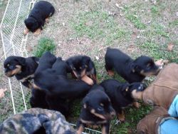 Rottweiler Puppies AKC 4 girls