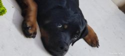 Rottweiler 5 month with 3 vacation complete