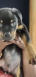 Rottweiler puppy with kci 57 days old