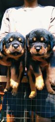 rodwiller male female available