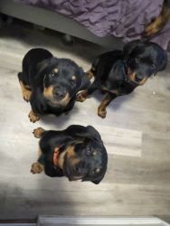 14 week old puppies for sale
