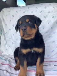 Male Rottweiler Darby