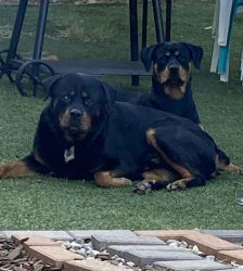Rottweiler Pups Looking for Family Home