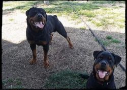 Rottweilers Puppies