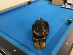 Rottweiler Puppies ready for furever home