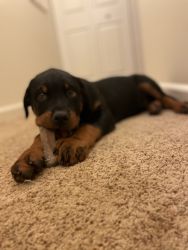 Rottweiler puppy for Sale