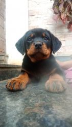 Rottweiler's for sale