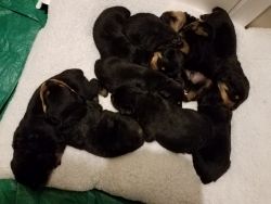 Rotties for sale