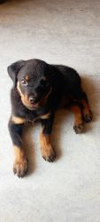 Rottweiler puppy male for sale