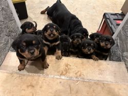 Rotties available