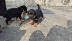 Rott puppies available