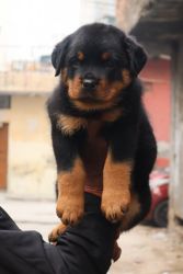 Trust Kennel Rottweiler Puppies Show Quality For Sale