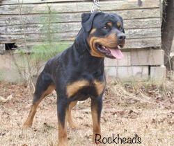Unregistered Rottweilers