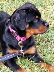 Full Blooded Rottweiler needs new home