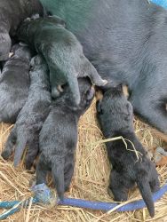 Rotttweiler puppies for sell……….