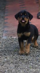 Rottweiler puppies for affordable price