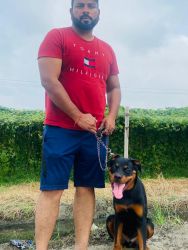 Rottweiler 9 month's old