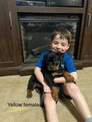 Raw water puppies Rottweiler puppies for sale