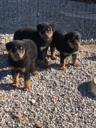 AKC Rottweiler puppies for sale with papers