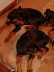 Rottweiler puppies for rehoming