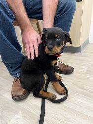8 weeks Rottweiler, AKC certified