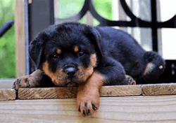 Heavy Bone ROTTWEILER Male pups available at Low Price