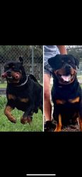 AKC Rottweiler Puppies Ready to Go!