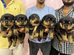 Selling my puppies