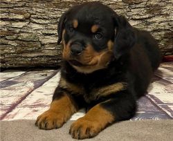 Adorable Rottweiler puppies for adoption.