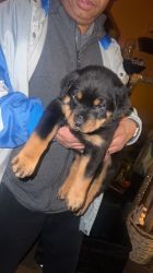 Rottweiler puppies 7 weeks old for sale