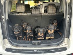 Akc German Rottweiler puppies