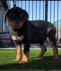 We offer highest quality Rottweiler puppies for sale