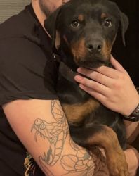 2 Rottweilers to be Rehomed