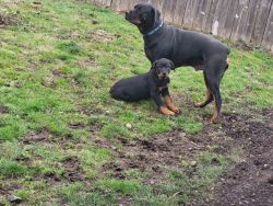 Large Male AKC Rottweiler Pups
