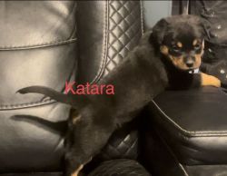 KATARA Pure Breed Rottweiler Puppy