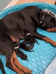 new born healthy poppies for sale in Hampton and new port rottweiler